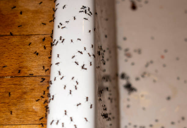 Best Pest Control for Businesses  in Battle Creek, NE