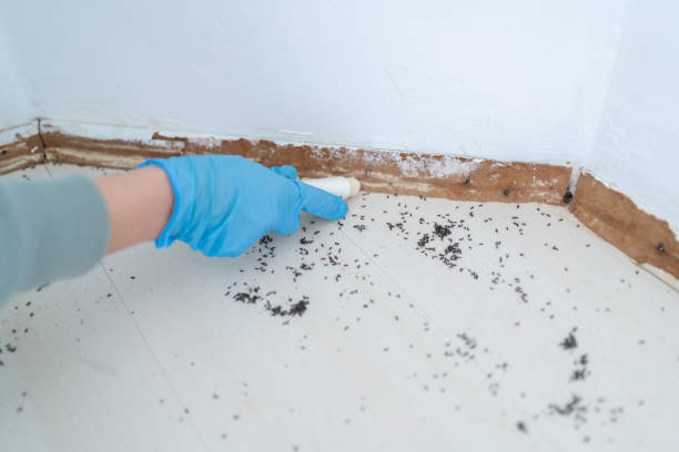 Best Local Pest Control Services  in Battle Creek, NE